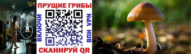 Псилоцибиновые грибы Cubensis  Купить  Коряжма 